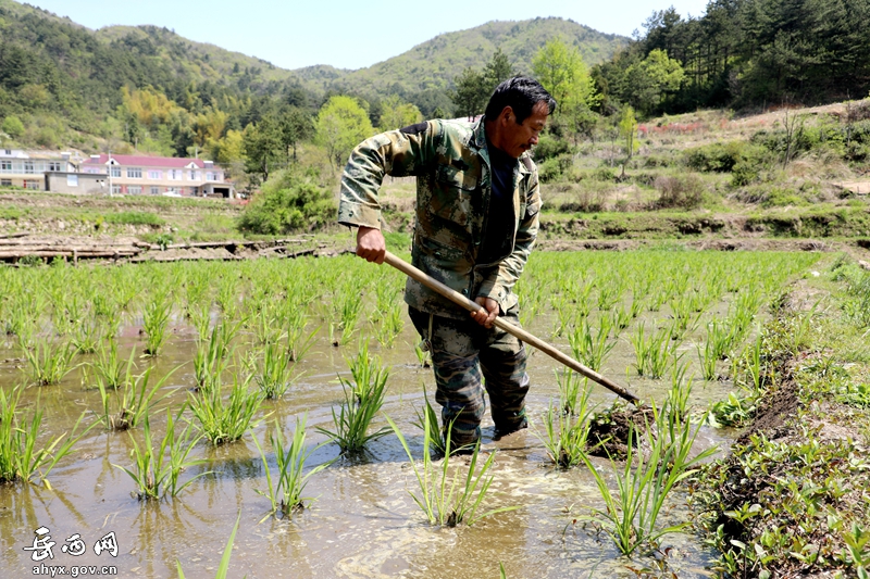 谷雨到，万物生，巍岭春耕正当时
