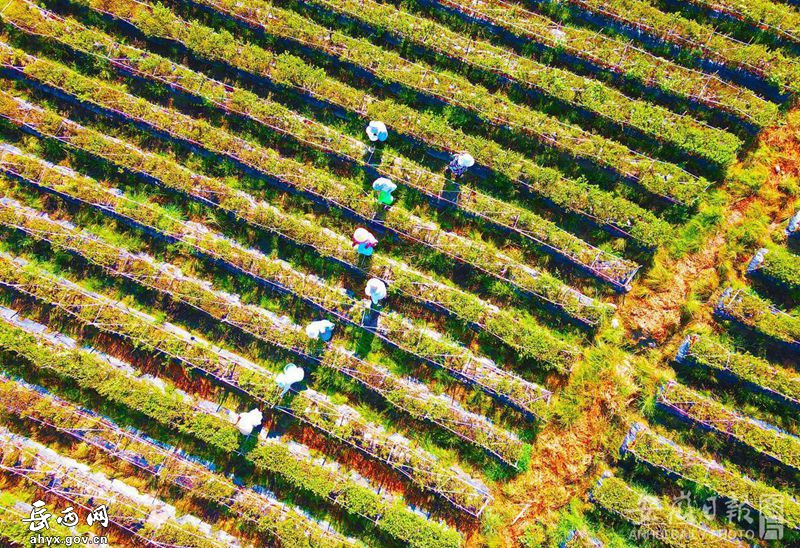菖蒲撞钟:发展菊花产业,助力乡村爱彩365彩票官方app下载_体育在线365下载_Best365官网登录